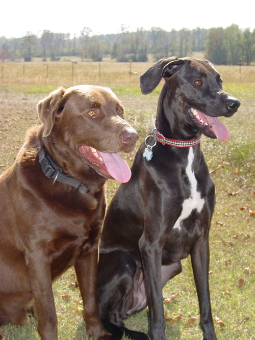 speltier's profile picture. 