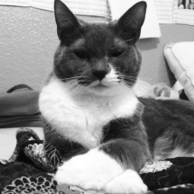 princesswolfy03's profile picture. My name is Wolfy, I am a cat, & I hate everyone.