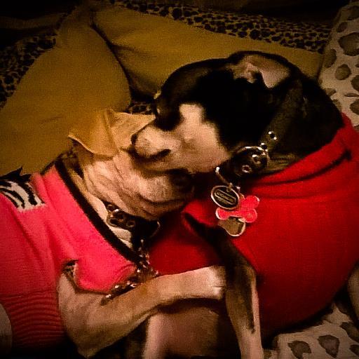 PoochCare Pet Services owner & animal advocate. Pet care & veterinary industry professional. Actively involved in the non profit animal welfare community.