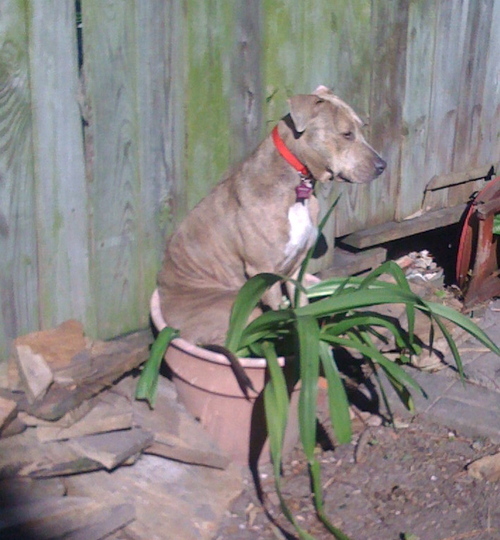 diamondmonaco's profile picture. Geaux Saints!