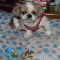 ラッキー シーズー犬 (@advantagepoint) 's Twitter Profile