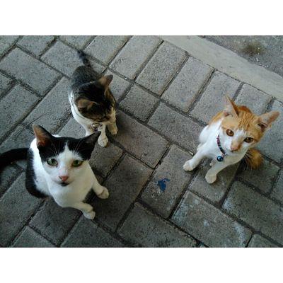 Gerakan untuk menggalakkan kepedulian thdp kucing jalanan | Karena ada pahala disetiap yang bernyawa | Addopt, Don't Buy | #cat #kucing #catlovers