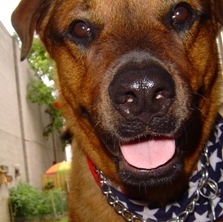 ohmidog's profile picture. ohmidog! is a website produced by Pulitzer Prize winning journalist John Woestendiek