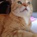 cat (@cattheblindcat) Twitter profile photo cat (@cattheblindcat) Twitter profile photo