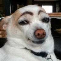 Pet Confessions (@petfession) 's Twitter Profile