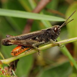 Identify and log your sightings on iRecord Grasshoppers app, our website, or iRecord. Subscribe to news: https://t.co/j3j59vvzQn. Tweets by Björn Beckmann.