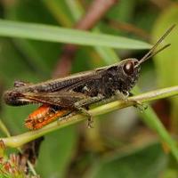 Grasshoppers & Related Species Recording Scheme (@grasshopperspot) 's Twitter Profile