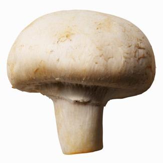I am a mushroom.