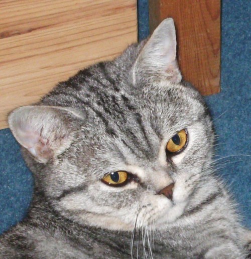 Ich bin ein Motel für gestrandete Katzen.
Alles tolle Typen !