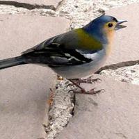 gabray (@gabray_gabray31) 's Twitter Profile