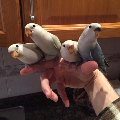 McSerchu's profile picture. 