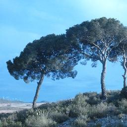 josemari_p's profile picture. Bombero artistico, pintor forestal