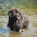 Dog Friendly Cornwall (@cornwall4dogs) Twitter profile photo Dog Friendly Cornwall (@cornwall4dogs) Twitter profile photo