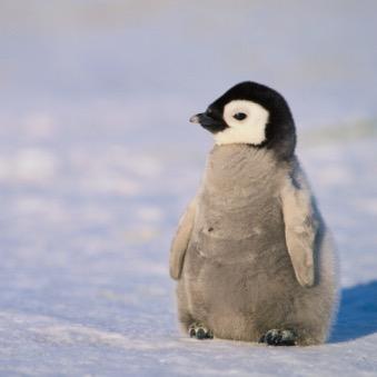 犬と猫とペンギンが大好き！
動物好きのみんなとつながりたい！