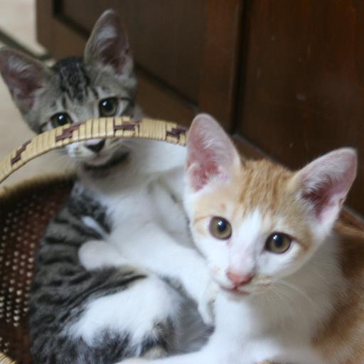 どらねこちゃん Dranyan Twitter どらねこちゃん Dranyan Twitter