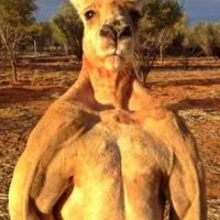 Roger Kangaroo(@rogerkangaroo_) 's Twitter Profile Photo