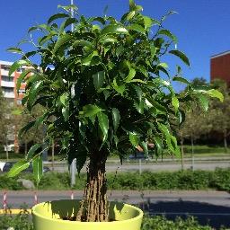 jp_norbert's profile picture. Als kleiner Ficus Benjamina Natasja wuchs ich im Småland im Ikea in Kiel auf. Heute bin ich Social Media Experte bei @jugendprogrammiert