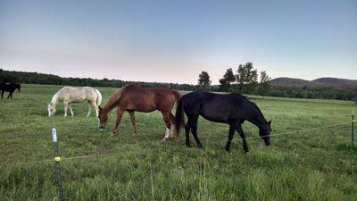 Adirondack livestock farmer from bees to beef. Executive Director Cornell Cooperative Extension- Clinton. Be kind & be grateful!