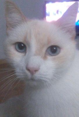 gatojere's profile picture. Duermo el 90% del dia. 
Aquí verás las fotos más cuquis de gatos de todo el mundo