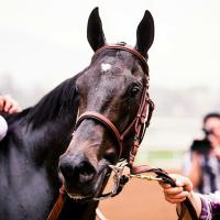 صيدلية الخيل (@horse_product) Twitter profile photo