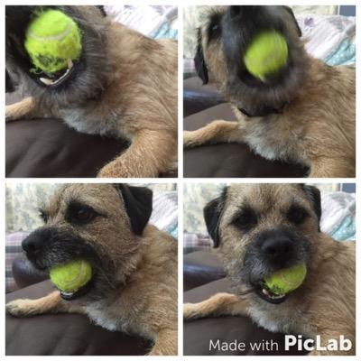 I was 4 on 23rd May and I loves nommin, destroyin, chewin and bouncin. I hate cyclists, sqwiggels and bein ignored! Mission: Murphy Mayhem/Mischief