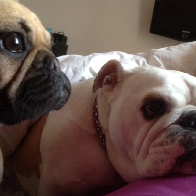 @thebulldogsmum
