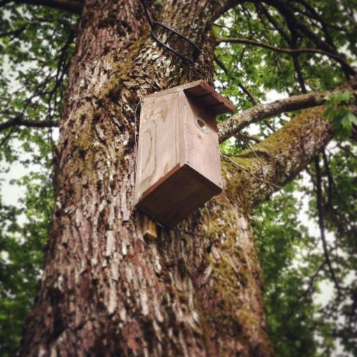Tweets a picture from the nestbox everyday. Follow the link to see whats up right now!