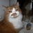 meowcolm's profile image