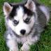 Husk The Huskie (@husk_the_huskie) Twitter profile photo Husk The Huskie (@husk_the_huskie) Twitter profile photo