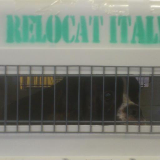 ReloCat Italy, is the Top Pet Relocation worldwide company in Italy, with more than 10 years of experience.