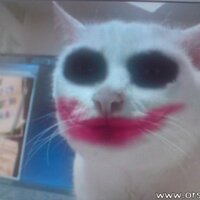 n0one (@n0one) 's Twitter Profile