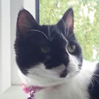 Suzanne Ibbotson (@suziei1) 's Twitter Profile