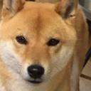 GXS!?1200shiba (@0501Miya720) Twitter