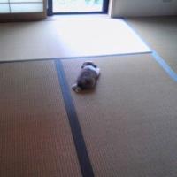 ときぞー (@toki3813) 's Twitter Profile