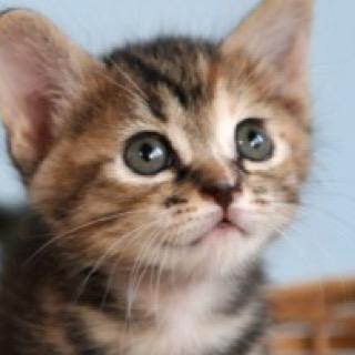 Yuta316Yuta3161's profile picture. @Vv_AXIS_No_1_vVに垢移行しました！ フォローお願いします♪( ´▽｀)