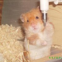 zukuPunk (@zukupunk) 's Twitter Profile