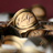 Elogio_Cigars's profile image