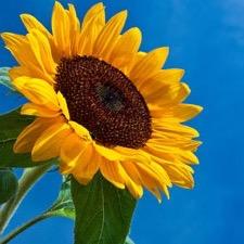 Bayou_Sunflower Profile Picture