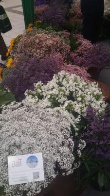 agromartcentre's profile picture. one stop company  for agrochemicals, special fertilizers and rooting hormones.