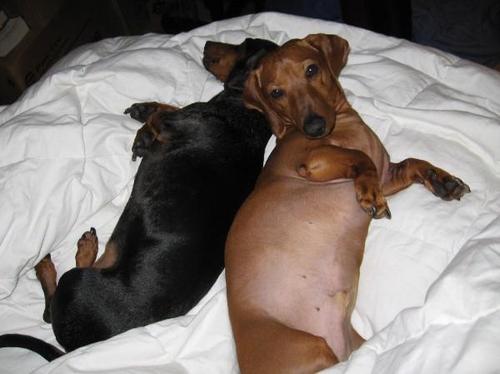 We love dachshunds! And we want to help other doxie lovers take good care of their pets