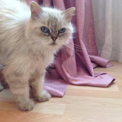 Twilight_Baya's profile picture. I'm someone who is desparately in need for a space where i can shout when no one is around to hear my nonsense. i'll follow back only if ur tweets r interesting