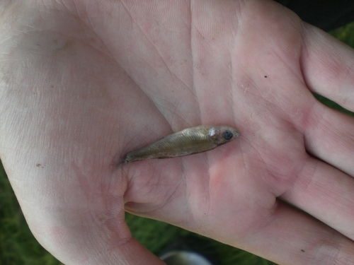 itmoshnik's profile picture. 