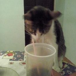 caritofg's profile picture. gallina a muerte. amante de los animales