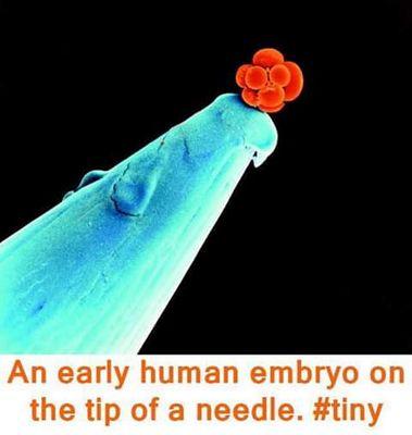 Stadtman investigator at NIH: #StemCells, #Pluripotency, #EarlyEmbryo
Complutense-CIEMAT-CIC-SALK-CNIO-NIH. Opinions are my own.