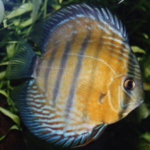 Information about cichlids for all cichlid lovers out there.