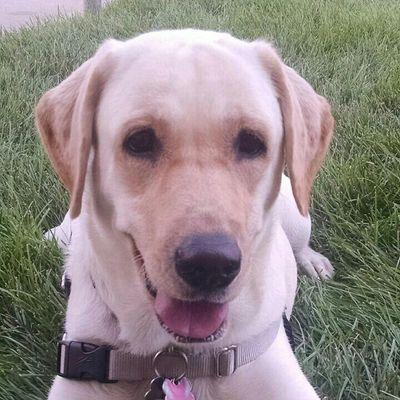 zach_labradors's profile picture. 