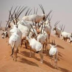 muhammed_noora's profile picture. 