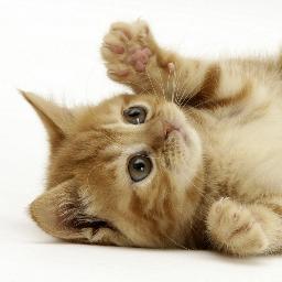 lightinggirl55's profile picture. 