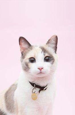 SeFbfe9fded7rxp's profile picture. 19歳の腐女子( ੭•͈ω•͈)੭黒バス、銀魂、テニプリなどなど