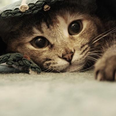 Japoniizagas's profile picture. お役立ち情報拾っては投げます！！動物系大好き